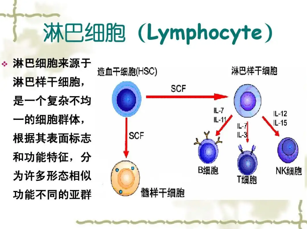 淋巴细胞百分比偏高怎么办