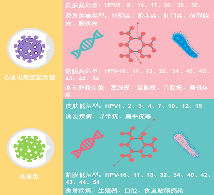 尿道口有脓液流出，可能是由于多种原因引起的。作为川北医学院附属成都新华医院的专家，我们建议患者及时就诊，以便找到病因并采取相应的治疗措施。以下是我们对此问题的一些见解和建议：  　　细菌感染：尿道口有脓液流出，最常见的原因是细菌感染。细菌可以通过性交、卫生不佳、免疫力下降等途径进入尿道，引起炎症反应。患者可能会出现尿频、尿急、尿痛等症状，严重时还可能导致肾脏感染、败血症等并发症。因此，一旦发现尿道口有脓液流出，应尽快就诊，进行尿液检查、尿道拭子检查等，以明确诊断并采取抗感染治疗。  　　淋病：淋病是一种由淋球菌感染引起的性传播疾病，主要通过性交传播。患者可能会出现尿道口红肿、痛痒、分泌物增多等症状，严重时还可能导致尿道狭窄、输尿管阻塞等并发症。因此，一旦发现尿道口有脓液流出，应及时就诊，进行淋球菌检查等，以明确诊断并采取抗感染治疗。  　　支原体感染：支原体感染是一种性传播疾病，主要通过性交传播。患者可能会出现尿道口红肿、痛痒、分泌物增多等症状，严重时还可能导致尿道狭窄、输尿管阻塞等并发症。因此，一旦发现尿道口有脓液流出，应及时就诊，进行支原体检查等，以明确诊断并采取抗感染治疗。  　　非感染性因素：除了感染性因素外，尿道口有脓液流出还可能与非感染性因素有关。例如，尿道损伤、尿道结石、尿道肿瘤等。患者可能会出现尿道口红肿、痛痒、分泌物增多等症状，严重时还可能导致尿道狭窄、输尿管阻塞等并发症。因此，一旦发现尿道口有脓液流出，应及时就诊，进行相关检查，以明确诊断并采取相应治疗措施。  　　总之，尿道口有脓液流出可能是由多种原因引起的，患者应及时就诊，进行相关检查，以明确诊断并采取相应治疗措施。同时，我们也建议患者保持良好的生活习惯，注意个人卫生，避免不安全的性行为，以预防尿道感染等疾病的发生。